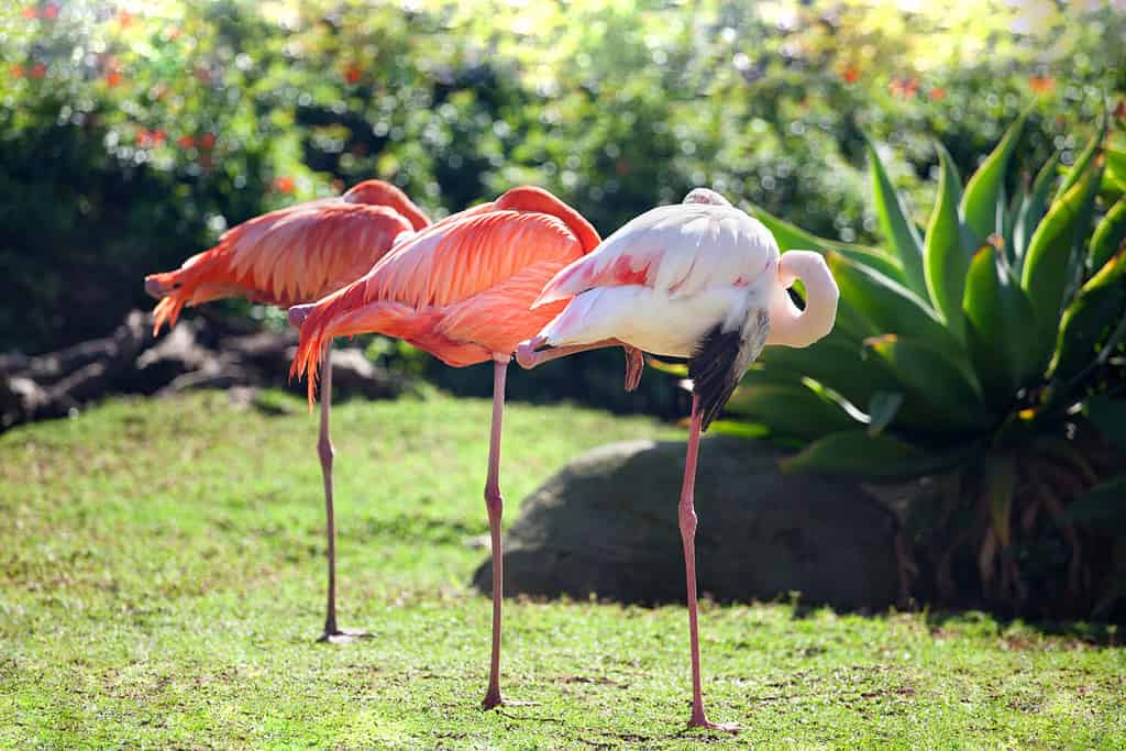 Tre bellissimi fenicotteri, due fenicotteri rosa e un fenicottero bianco stanno in fila insieme su una gamba sull'erba verde e sullo sfondo sfocato degli alberi in una giornata di sole, Sud Africa