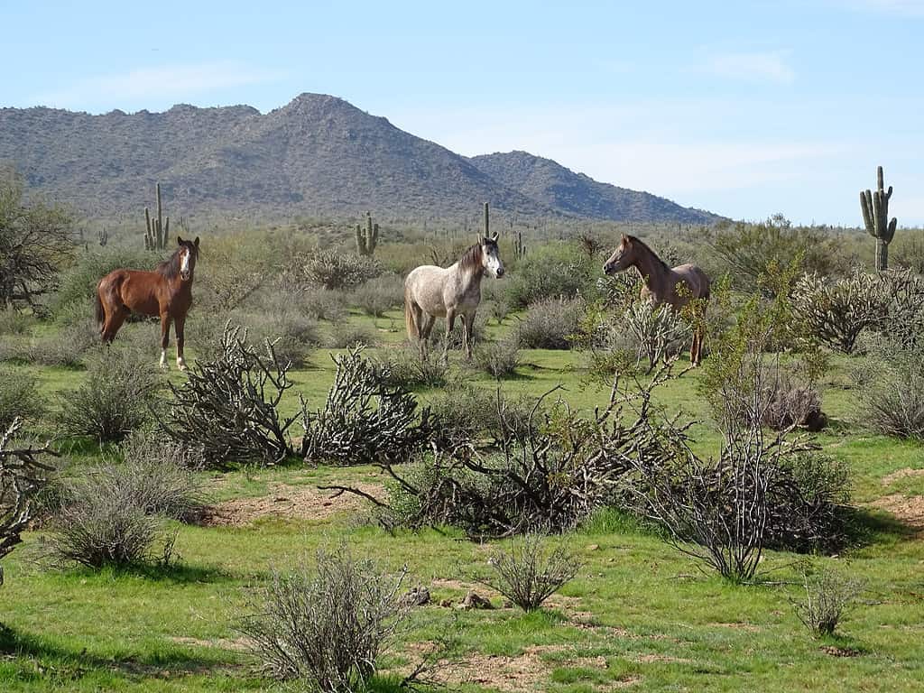 I cavalli selvaggi dell'Arizona