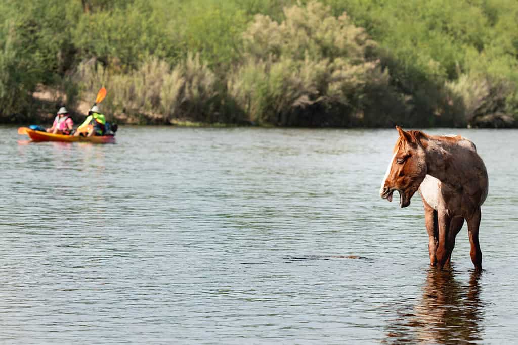 Lo splendido stallone selvatico Roan sbadiglia mentre si trova nel fiume Salt della foresta nazionale di Tonto in Arizona.  Vista dei kayakisti mentre galleggia nel fiume