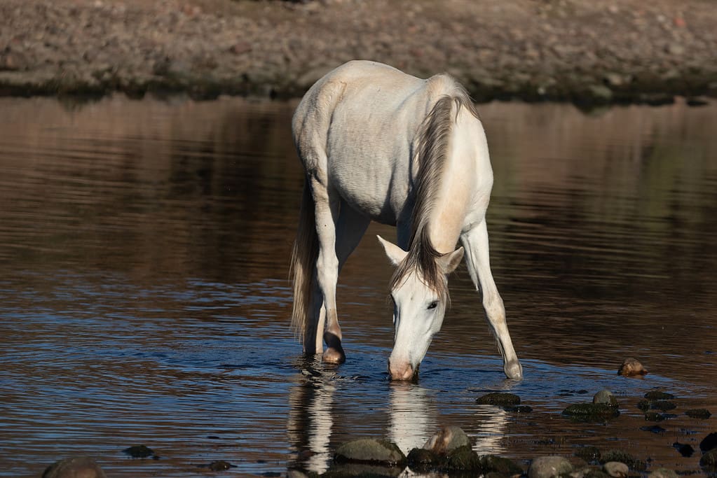 Lone bianco pallido mare cavallo selvaggio che riflette nel fiume Salt vicino a Mesa Arizona Stati Uniti