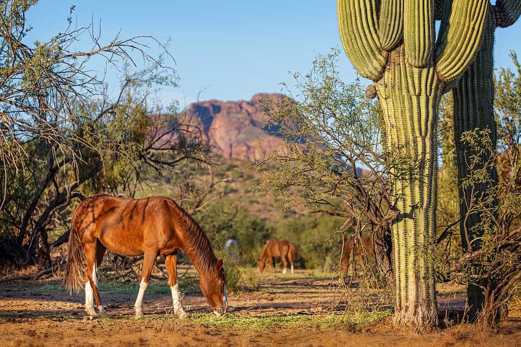 Cavalli selvaggi nella bellissima scena dell'Arizona