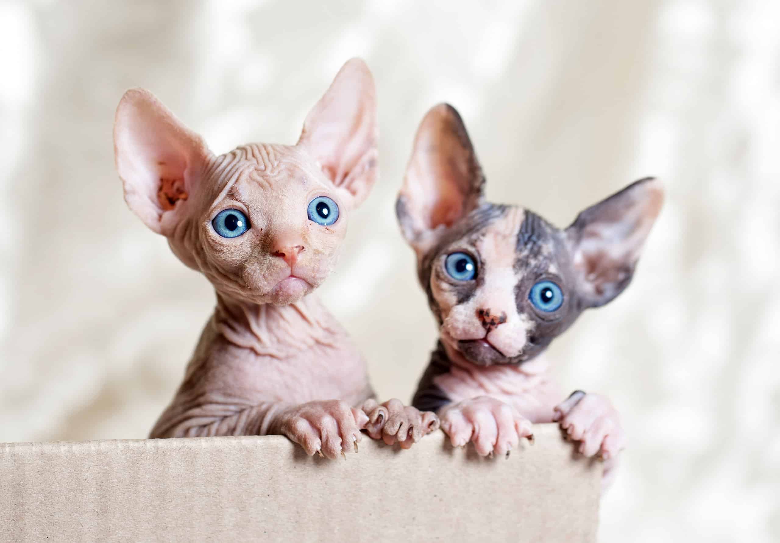 I gattini Sphynx sono molto carini con le loro grandi orecchie e occhi.