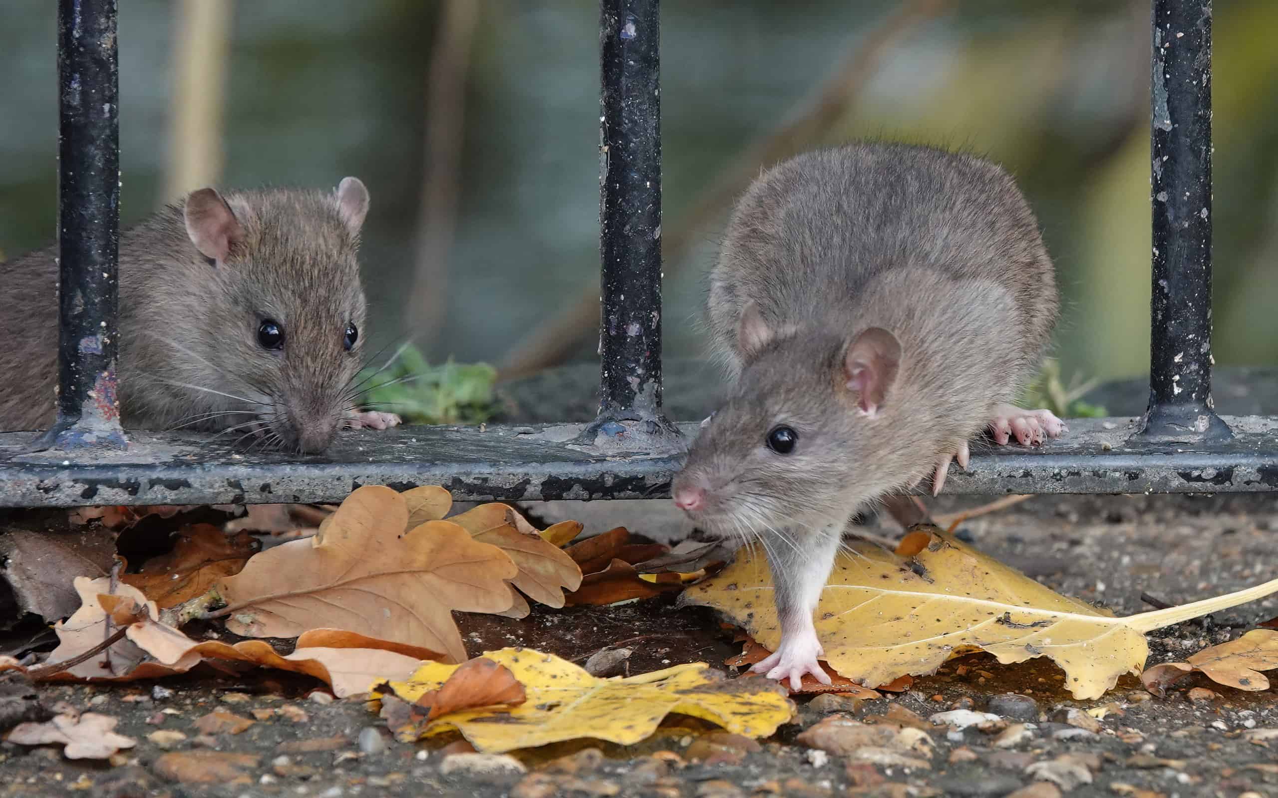 Uno scatto delizioso di due ratti marroni che attraversano la ringhiera di una recinzione in un parco in una giornata autunnale.