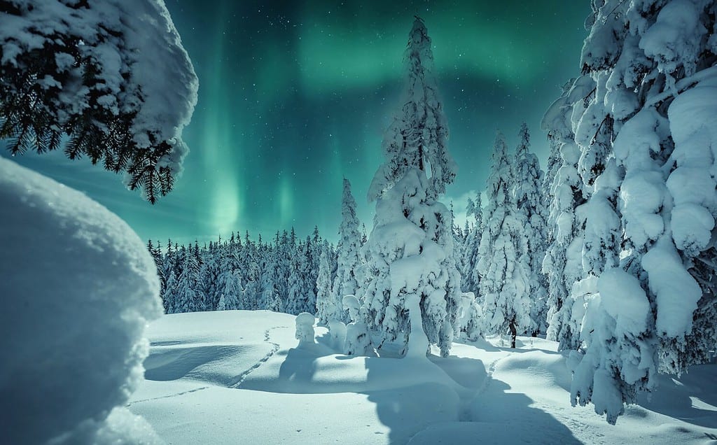 Incredibile paesaggio invernale.  Scenario invernale con pini innevati e aurora boreale (aurora boreale).  Paesaggio naturale notturno con luci polari.  Immagine creativa.  Sfondo naturale