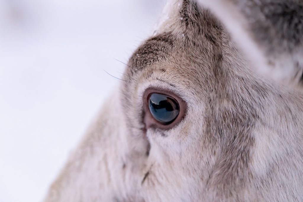 Primo piano di un occhio di renna