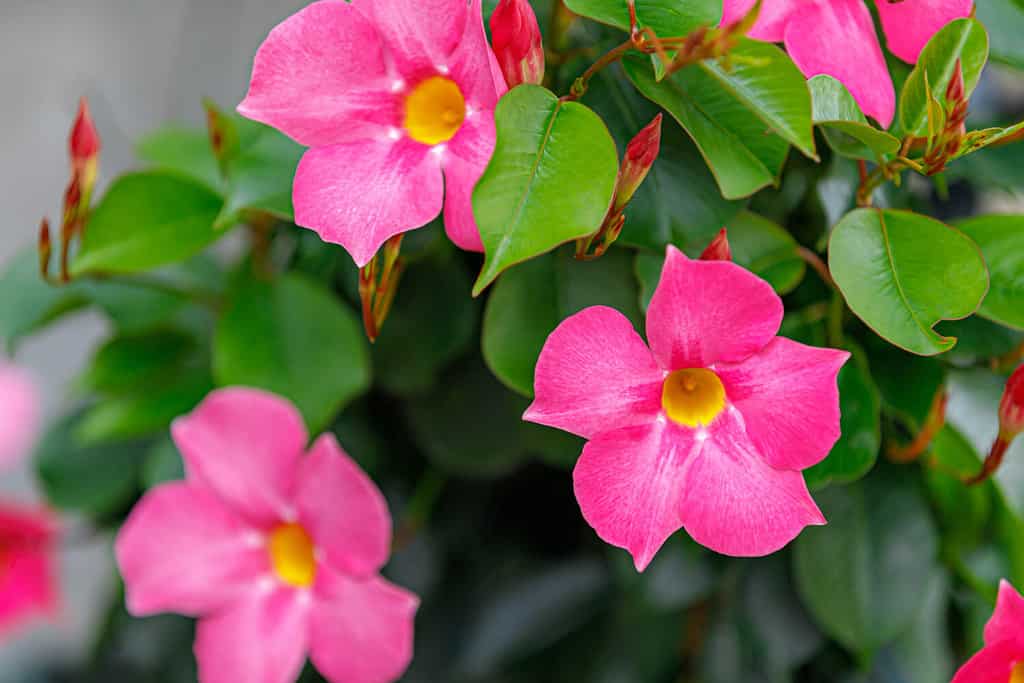 Messa a fuoco selettiva del fiore rosa Rocktrumpet nel giardino, Mandevilla è un genere di viti da fiore tropicali e subtropicali appartenenti alla famiglia delle Apocynaceae, sfondo floreale naturale.