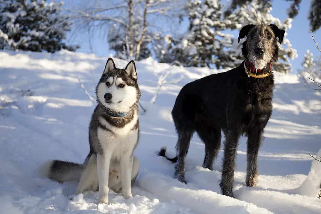 Husky siberiano e un levriero irlandese nella neve