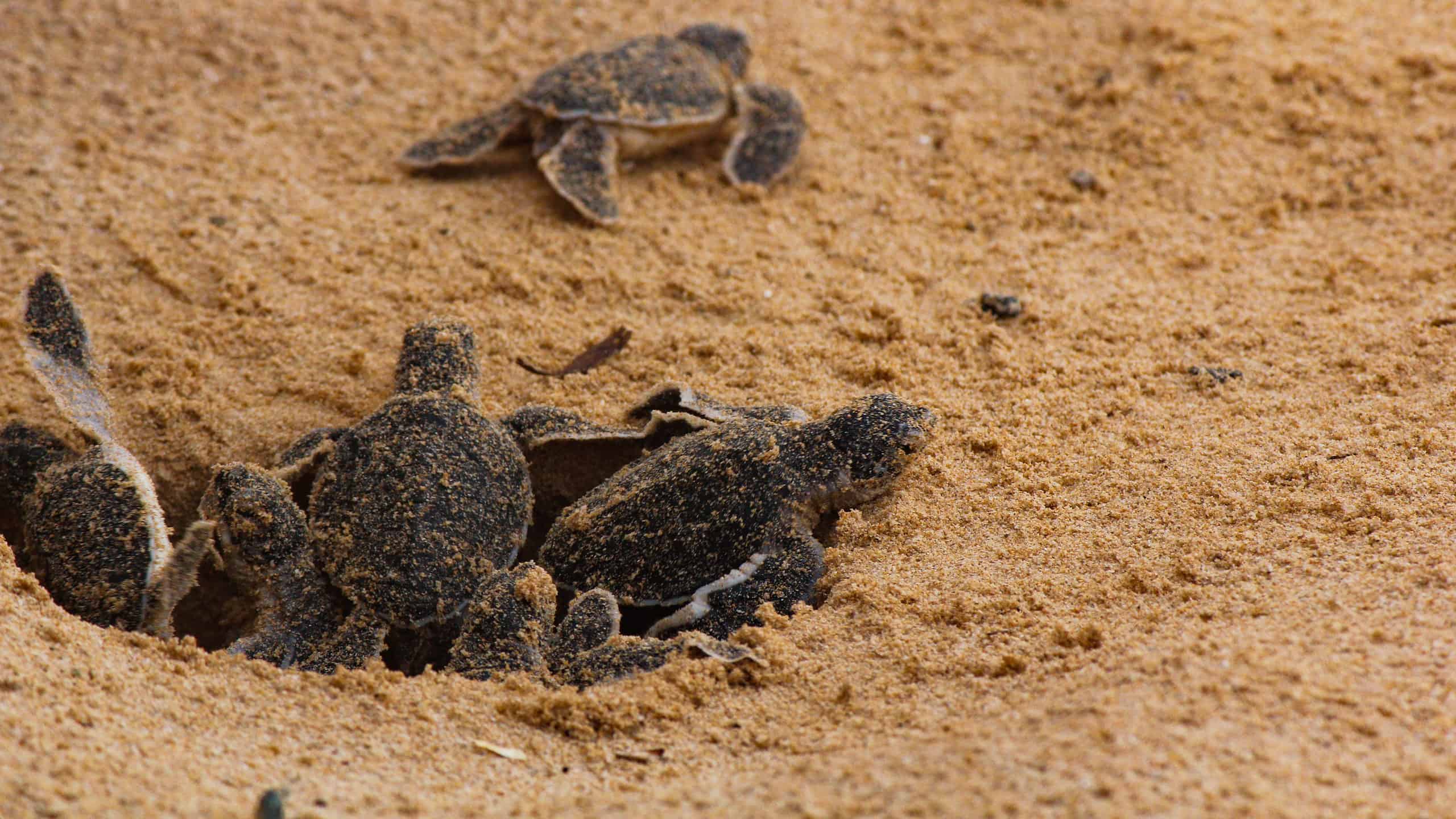 Piccole tartarughe marine che escono dal nido