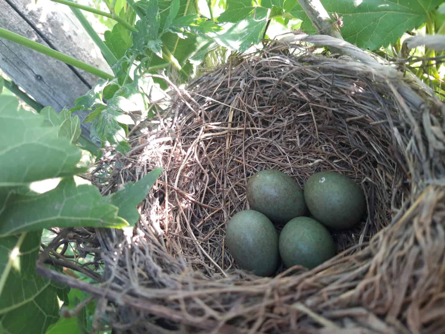 Uova nel nido dell'uccello.  Nido di corvo.  Casetta per gli uccelli sull'albero.
