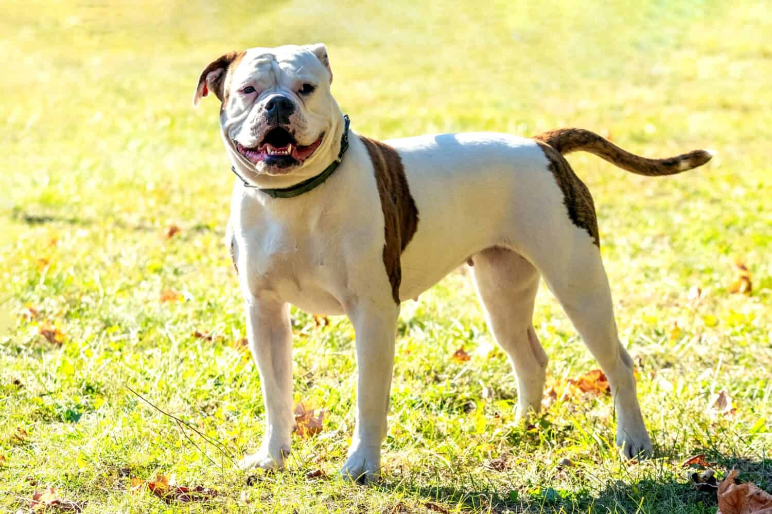 Cane di razza Bulldog americano al guinzaglio in tempo soleggiato.  Ritratto di un cane