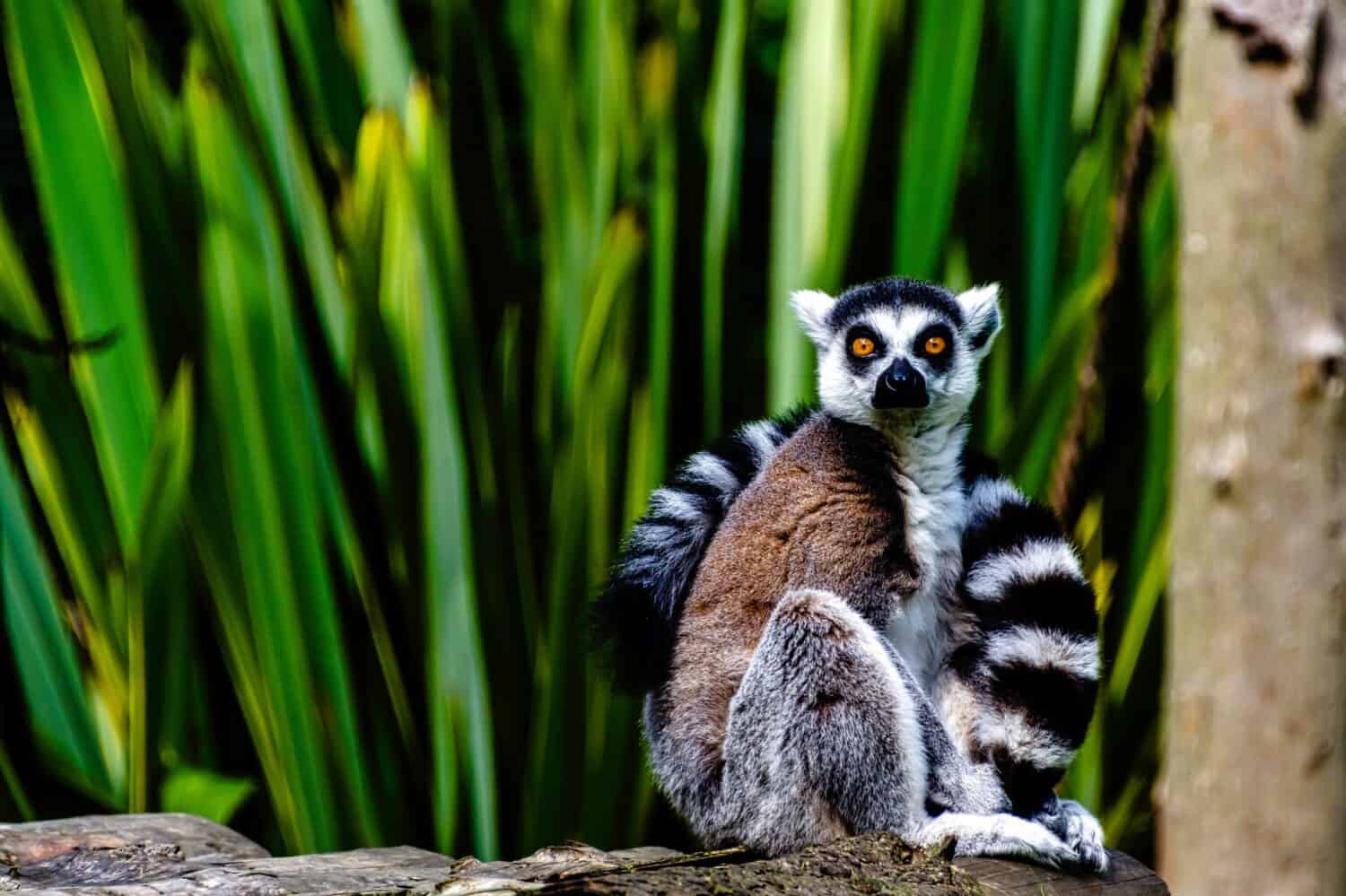 Il lemure dalla coda ad anelli (Lemur catta) è un grande primate strepsirrino noto come maky, maki o hira - Riserva naturale di Tsimanampetsotsa, Madagascar