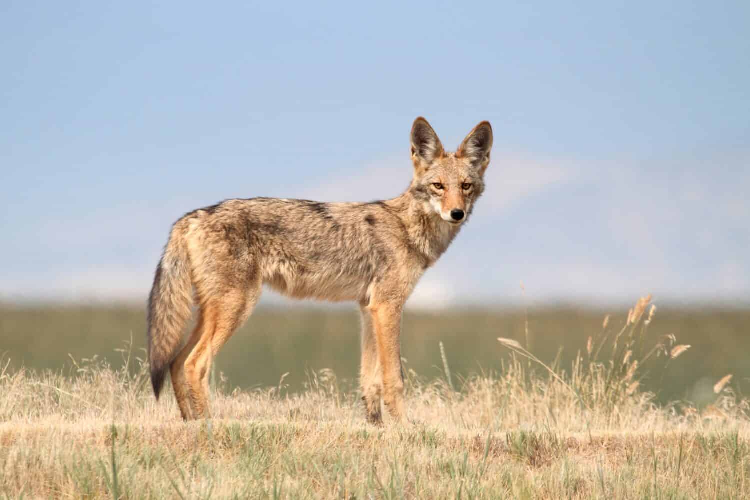 Coyote occidentale (Canis latrans) nel nord della California