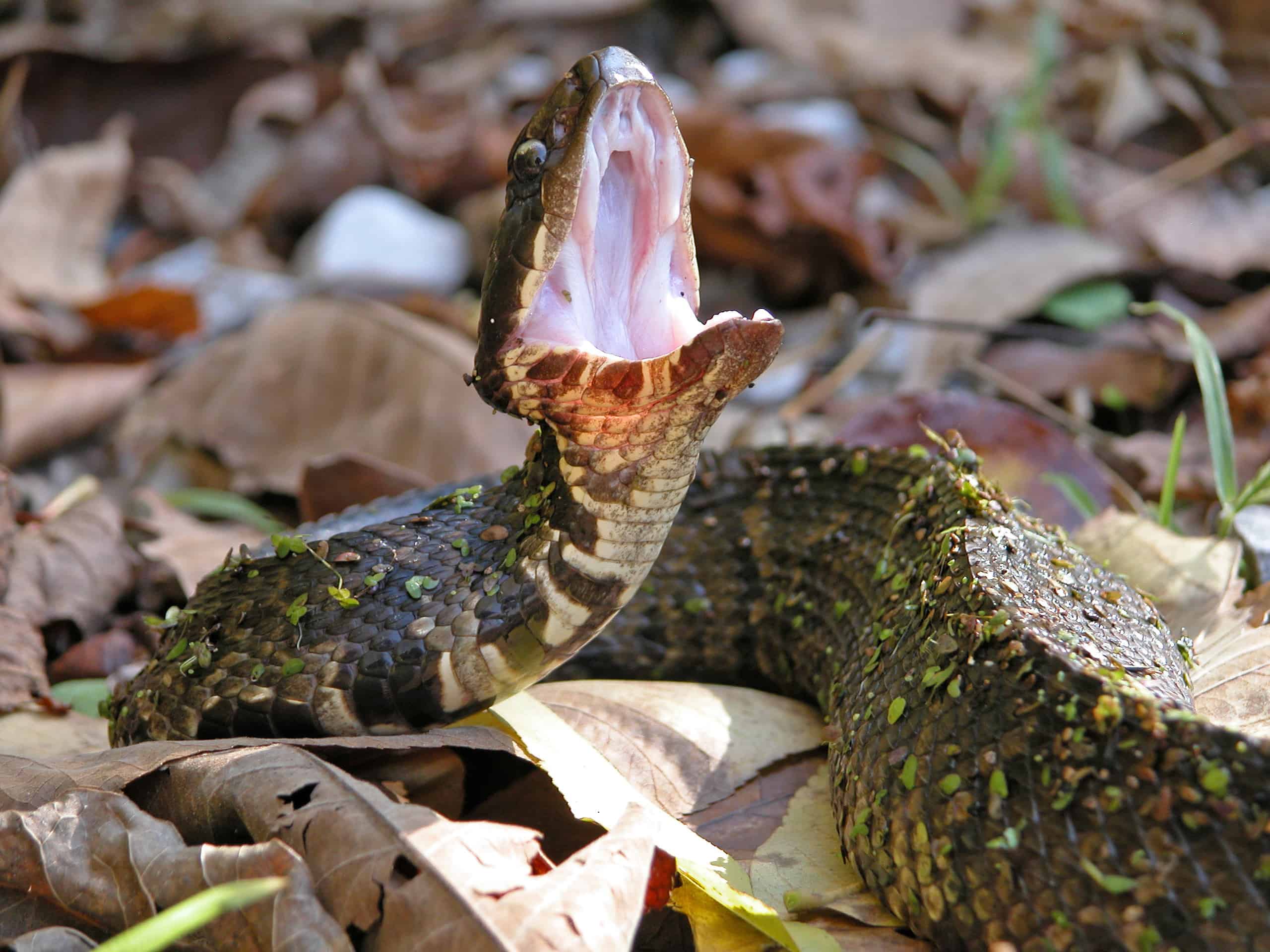 Serpente Cottonmouth che mostra la sua bocca di cotone