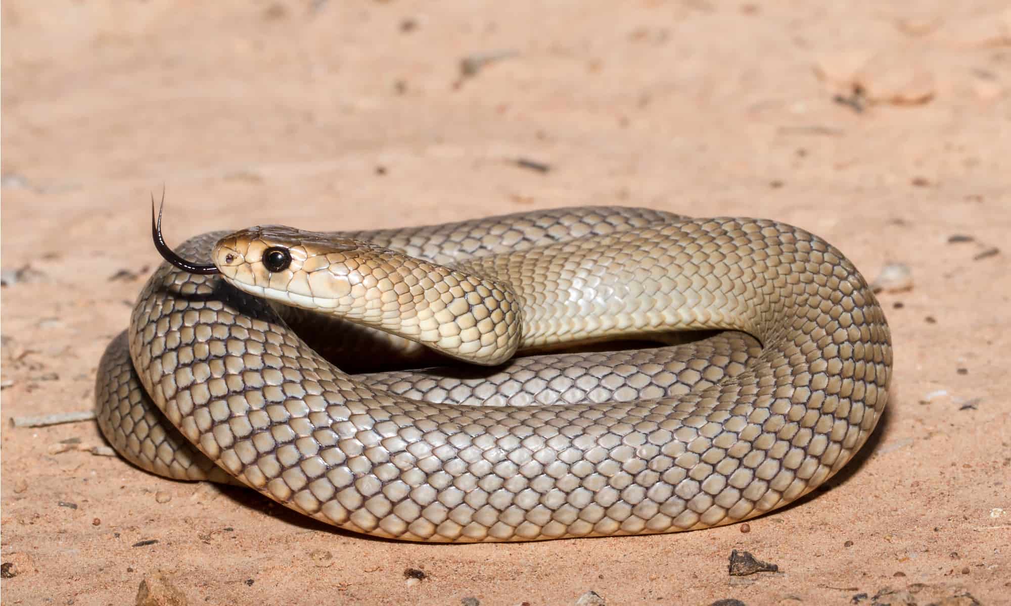 Serpente marrone orientale