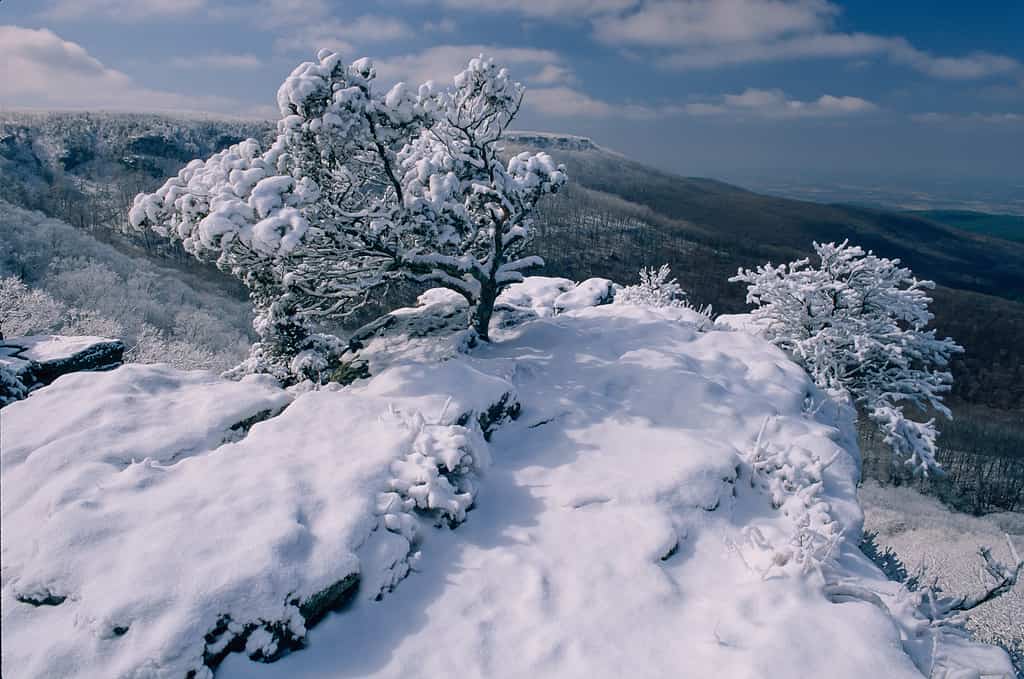 la più grande tempesta di neve natalizia che abbia mai colpito Washington