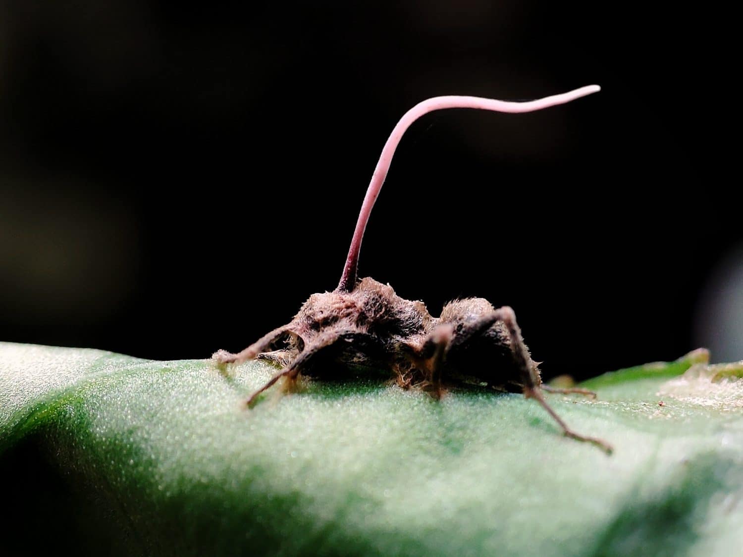 Una formica morta ricoperta di fungo Cordyceps