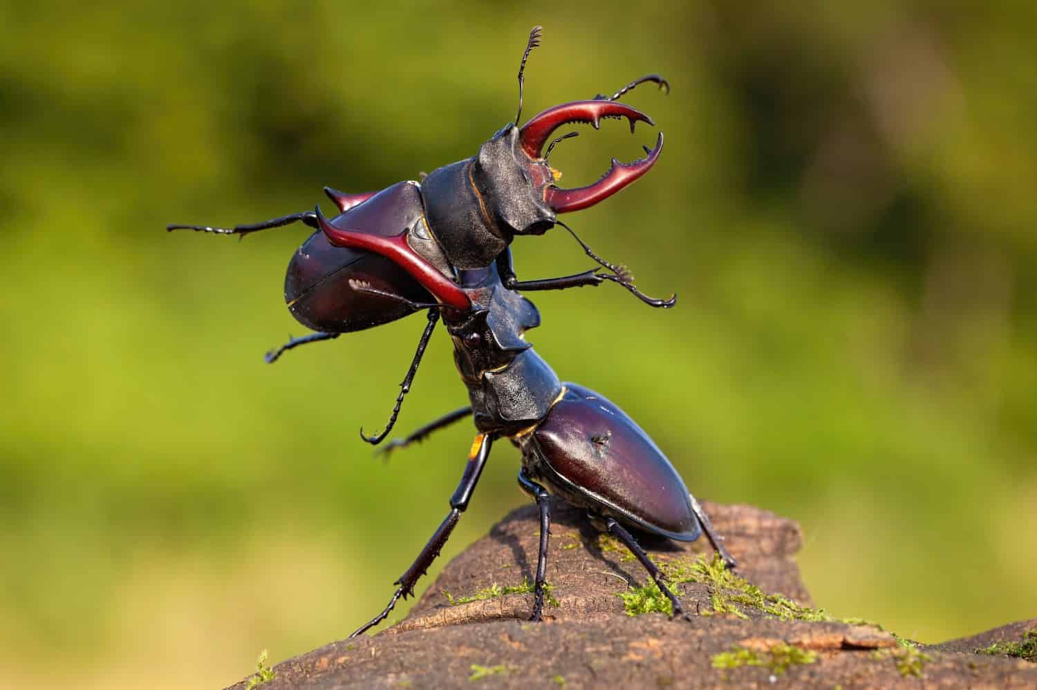 Due scarabei maschi, lucanus cervus, che contestano il loro potere sul territorio in una giornata di sole in estate con sfondo verde sfocato.  Insetti cornuti marroni che combattono in natura.