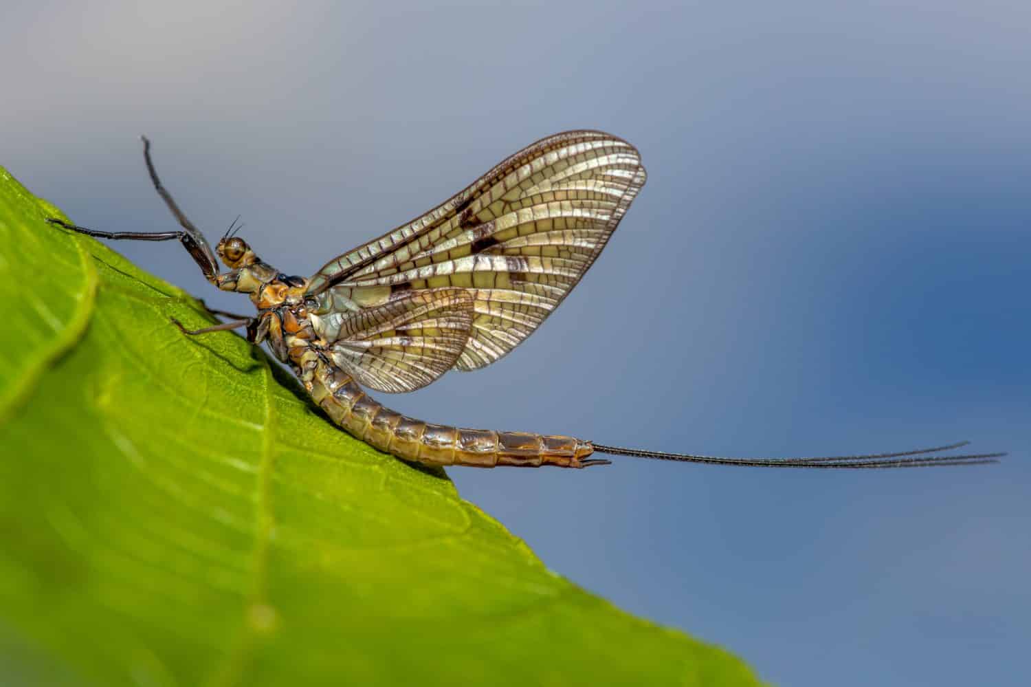 Una mosca effimera seduta su una foglia