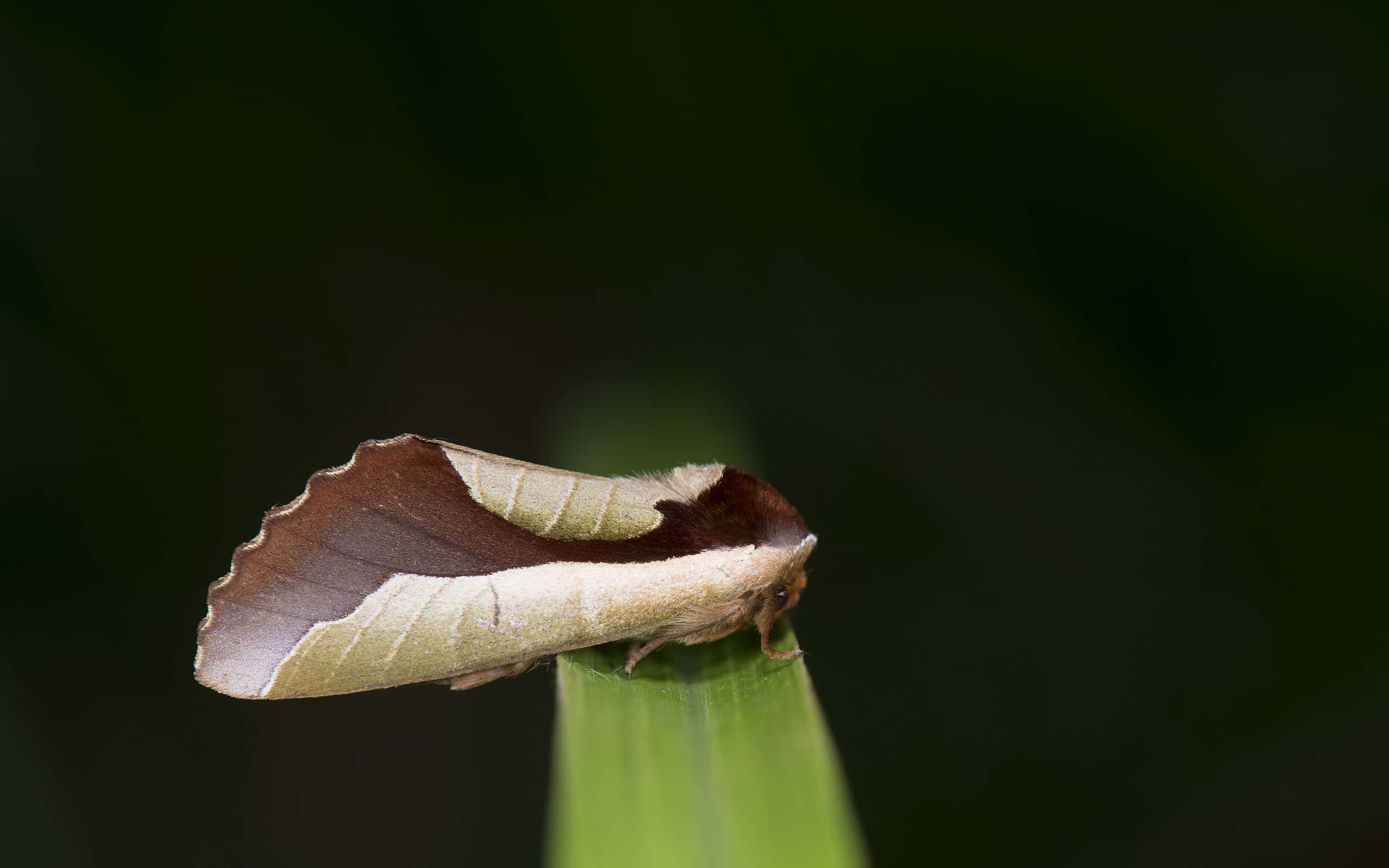 Uropyia_meticulodina