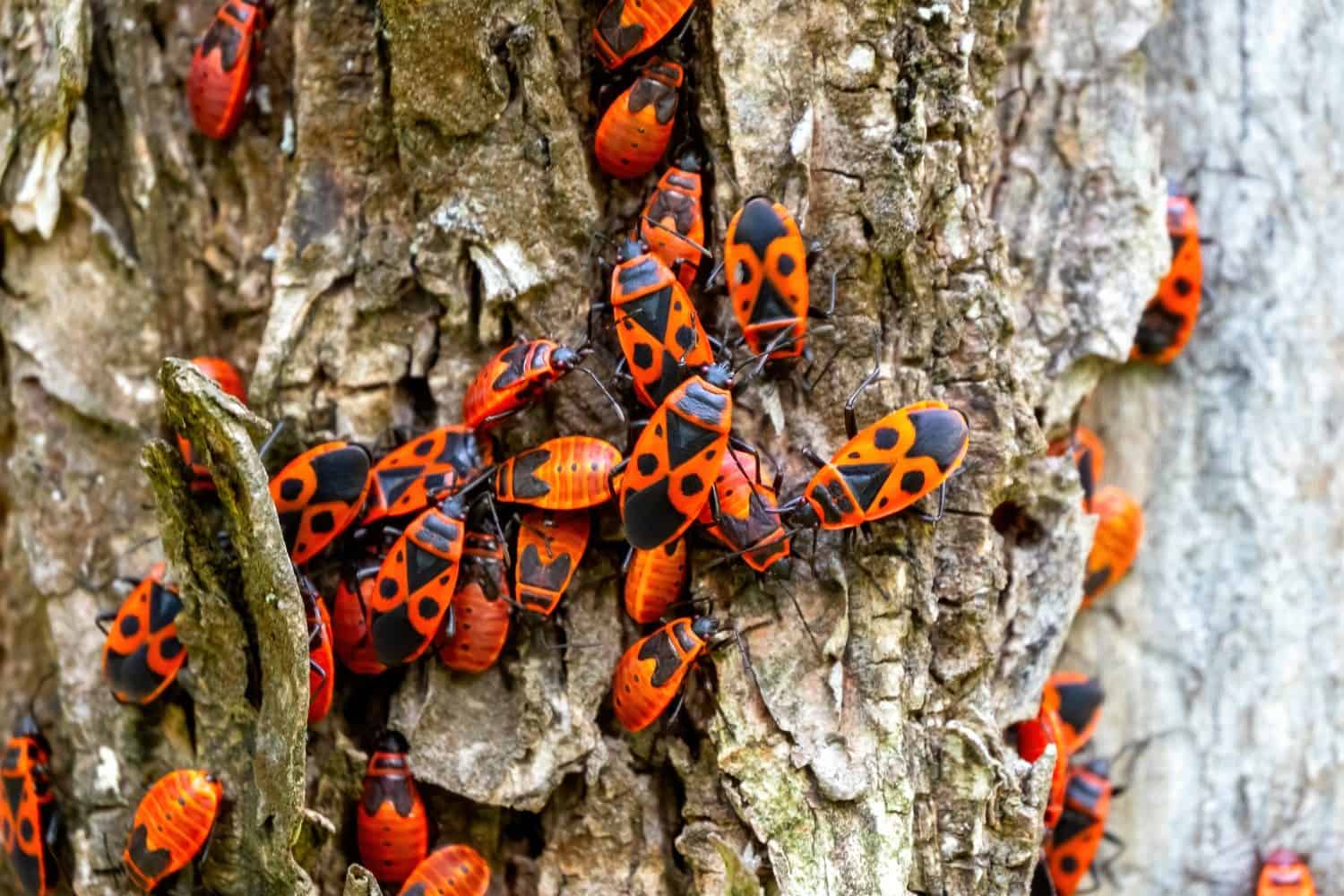 Primo piano Scarabeo rosso con punti neri (firebug) (Pyrrhocoris apterus) sulla corteccia di un albero