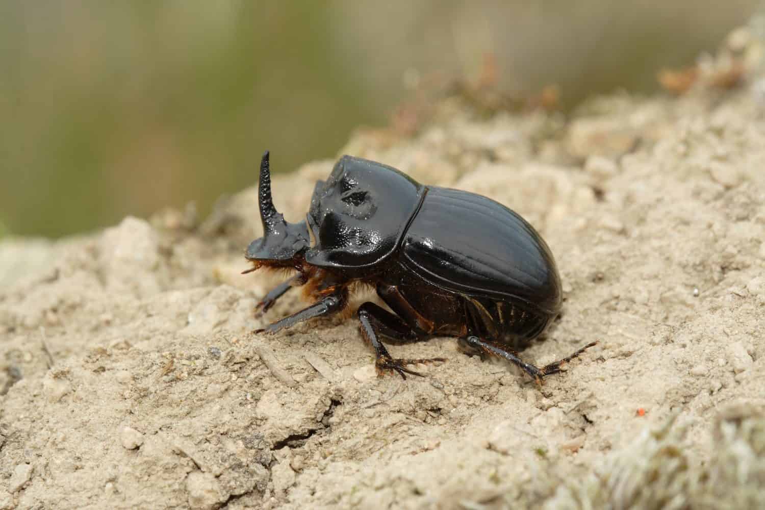 Copris lunaris, scarabeo stercorario cornuto, Scarabaeidae, maschio con corno nasale,
