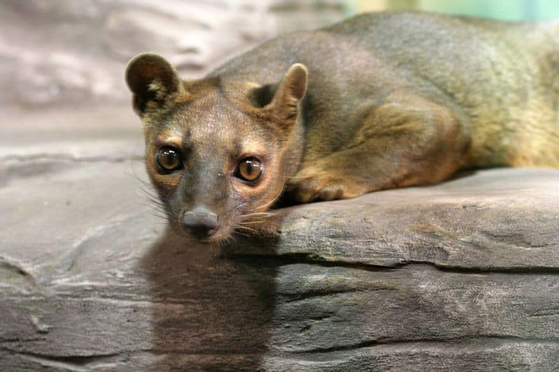 Fossa (Cryptoprocta ferox) allo zoo Rosamond Gifford, Syracuse, New York.