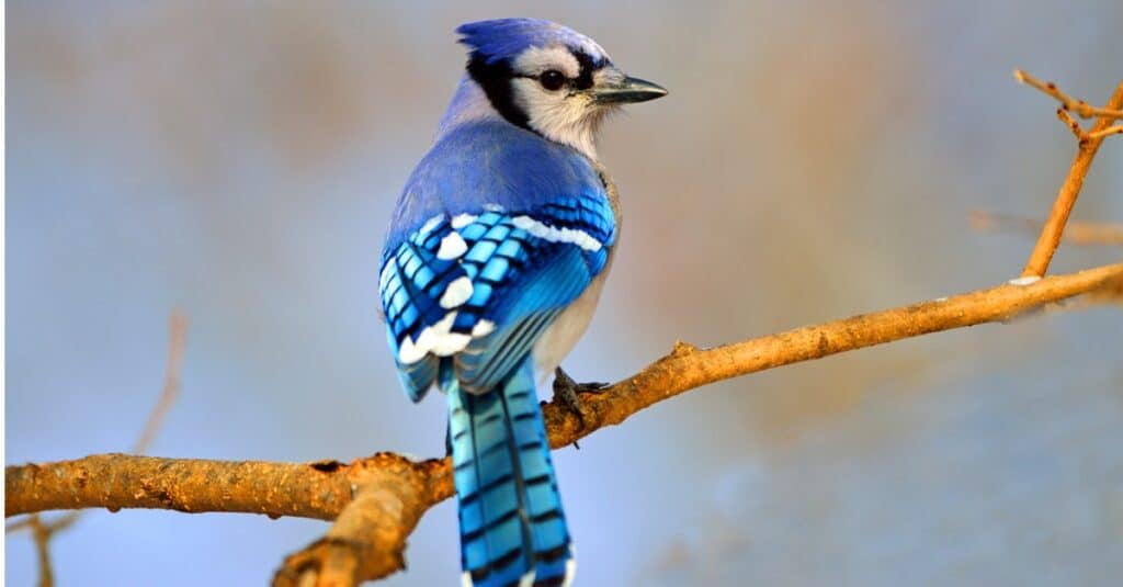 Blue Jay appollaiato sul ramo con la schiena alla telecamera