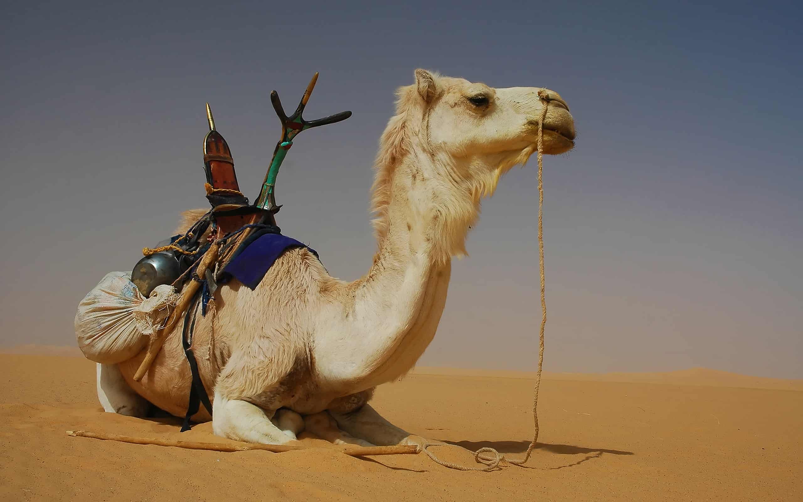 Cammello tuareg nel deserto del Sahara