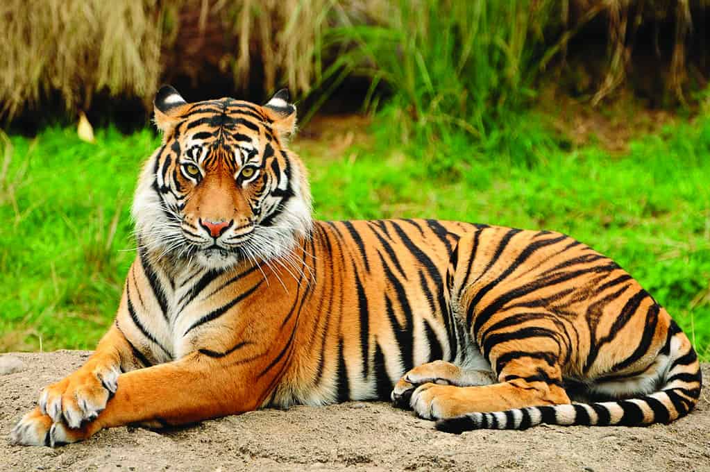 Ritratto di un allarme reale della tigre del Bengala e fissando la macchina fotografica.  Animale nazionale del Bangladesh