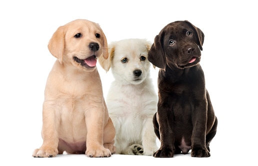 Cucciolo, Labrador Retriever, Cane, Sfondo bianco, Tre animali