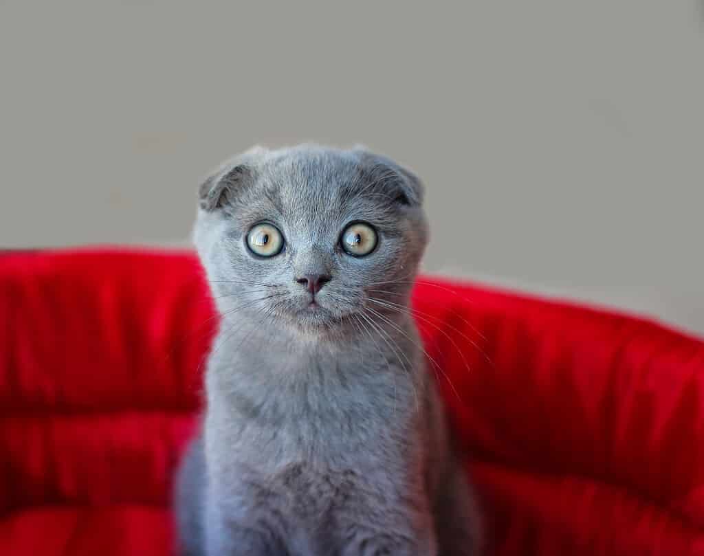 Gatto Scottish Fold seduto su un sedile rosso.