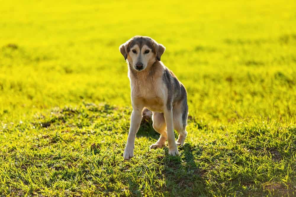 Un cane con la sindrome della colonna vertebrale corta