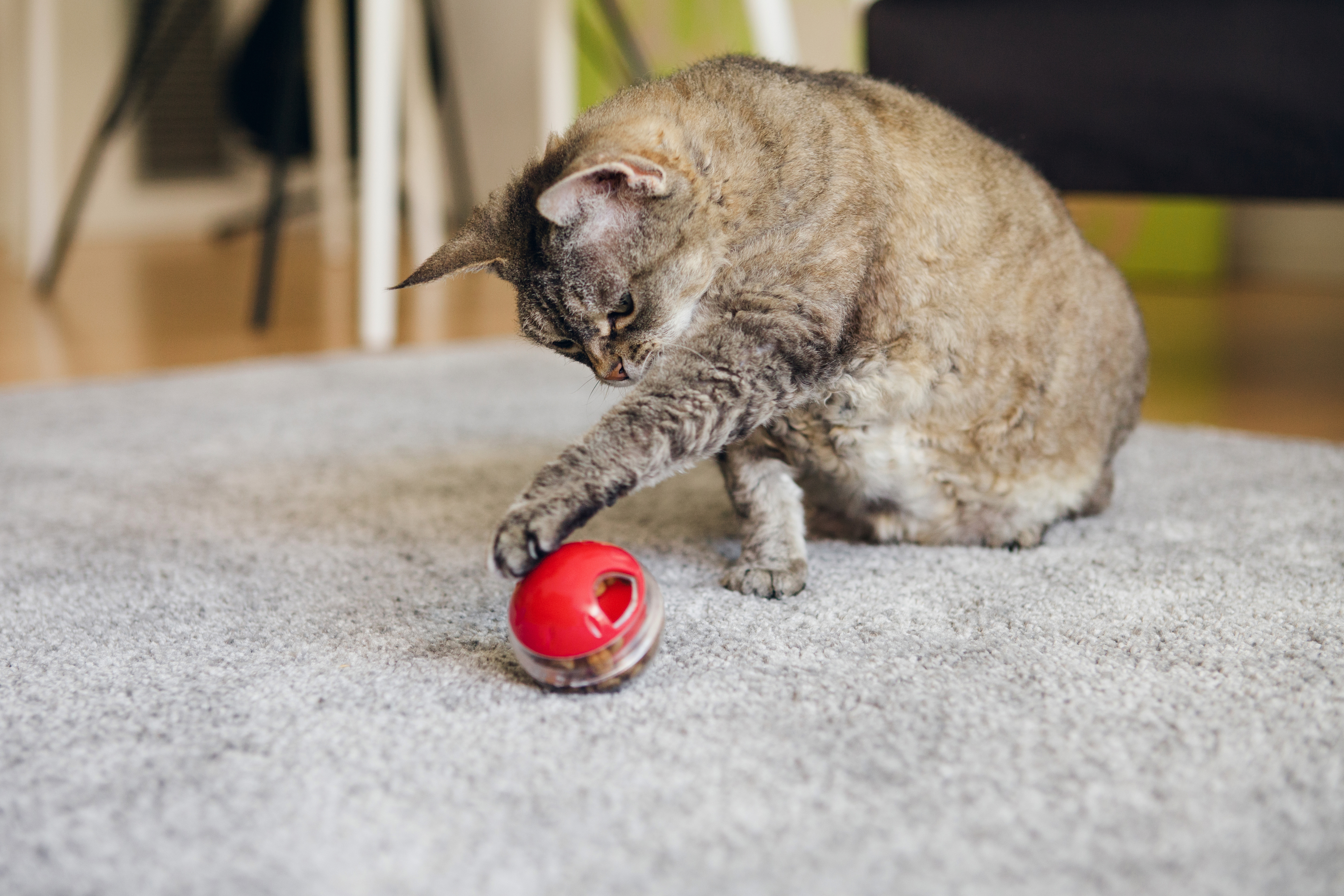 Il grasso gatto soriano è seduto sul tappeto a casa e sta giocando con un giocattolo slow food -