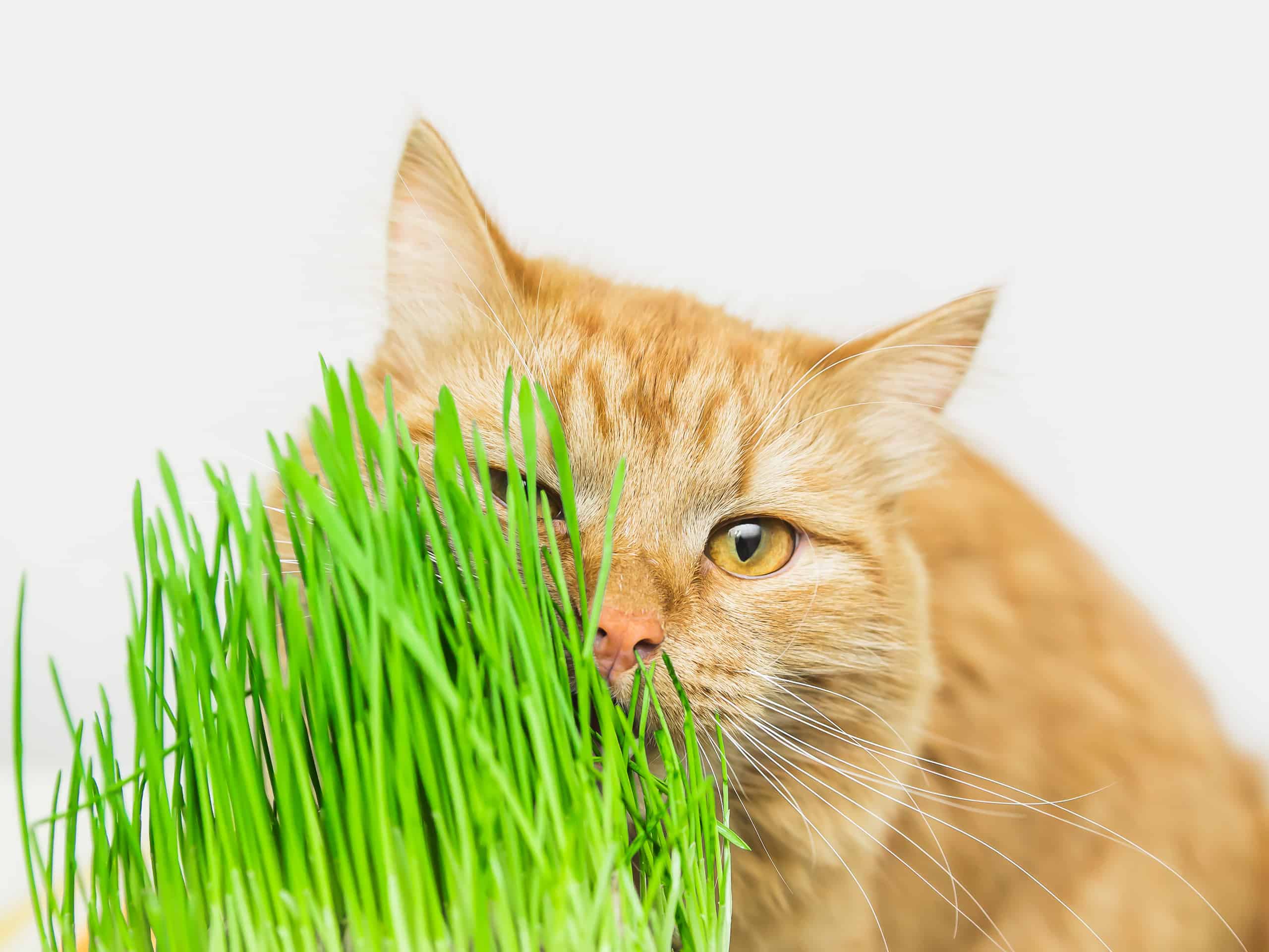 Un gatto arancione che mangia erba gatta