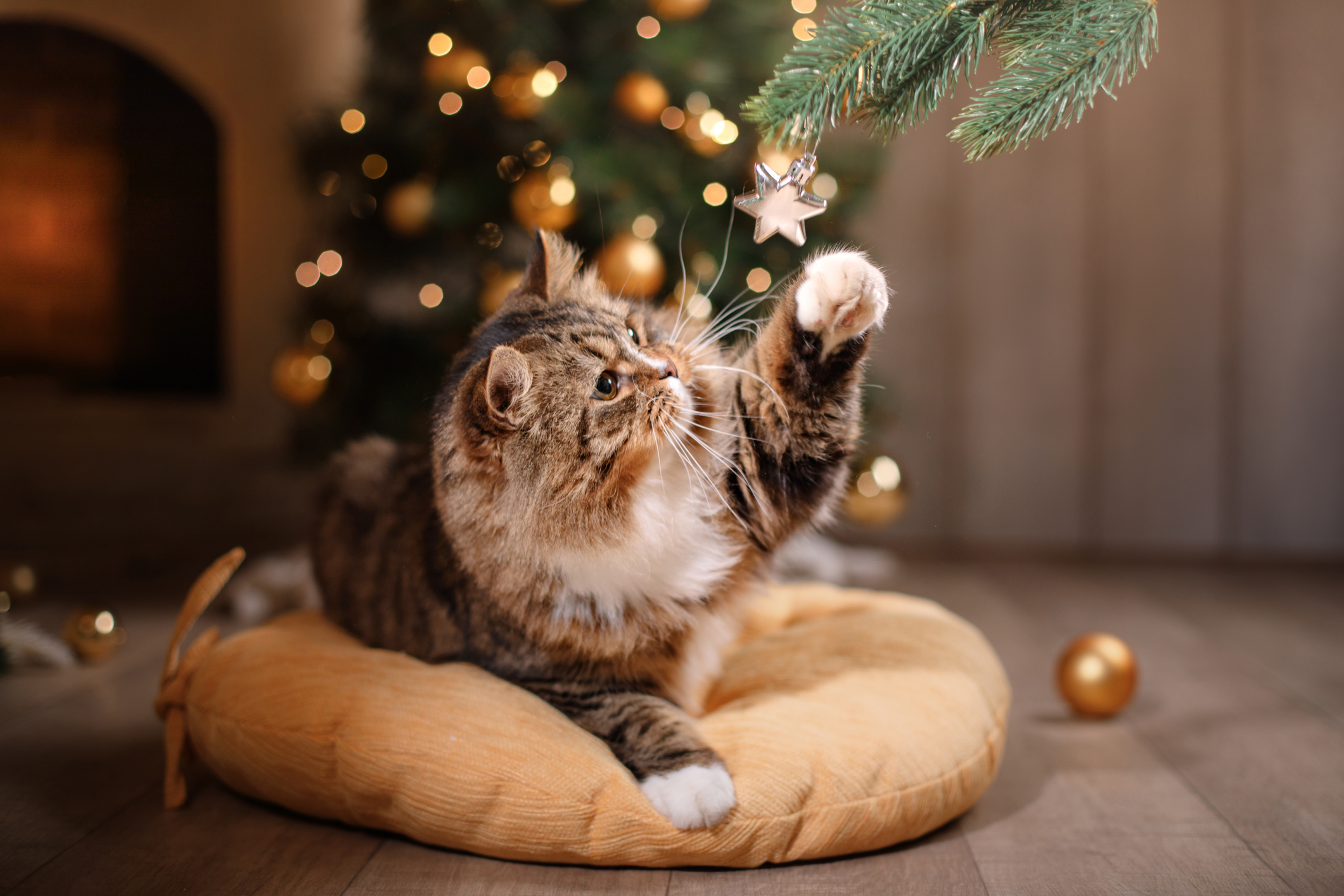 Gatto seduto su un cuscino