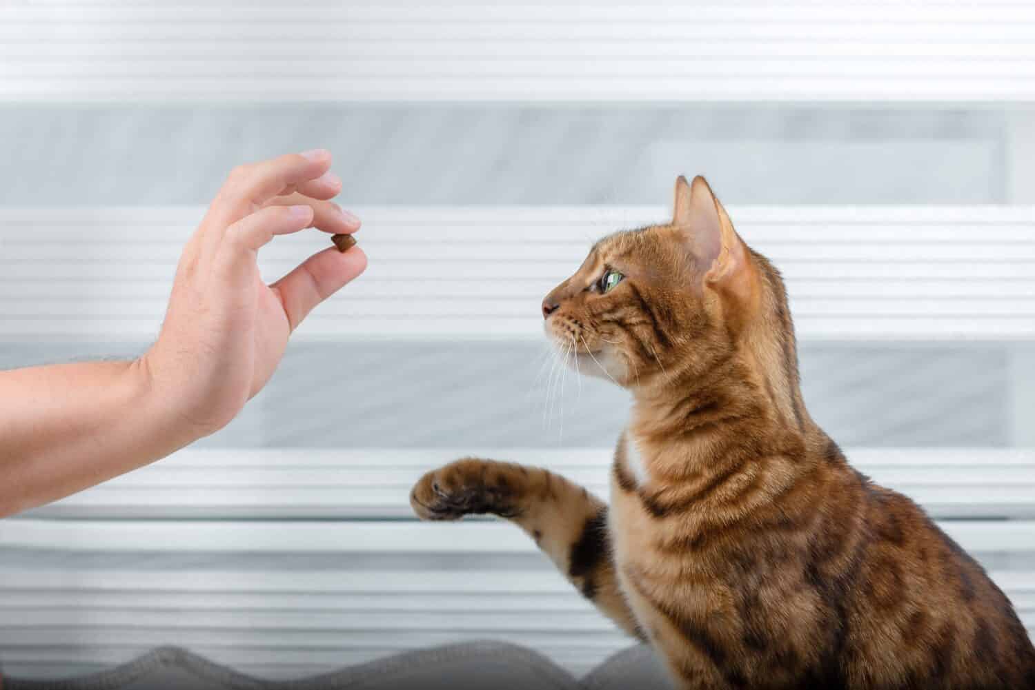 Addestrare un gatto purosangue per una sorpresa nella stanza.