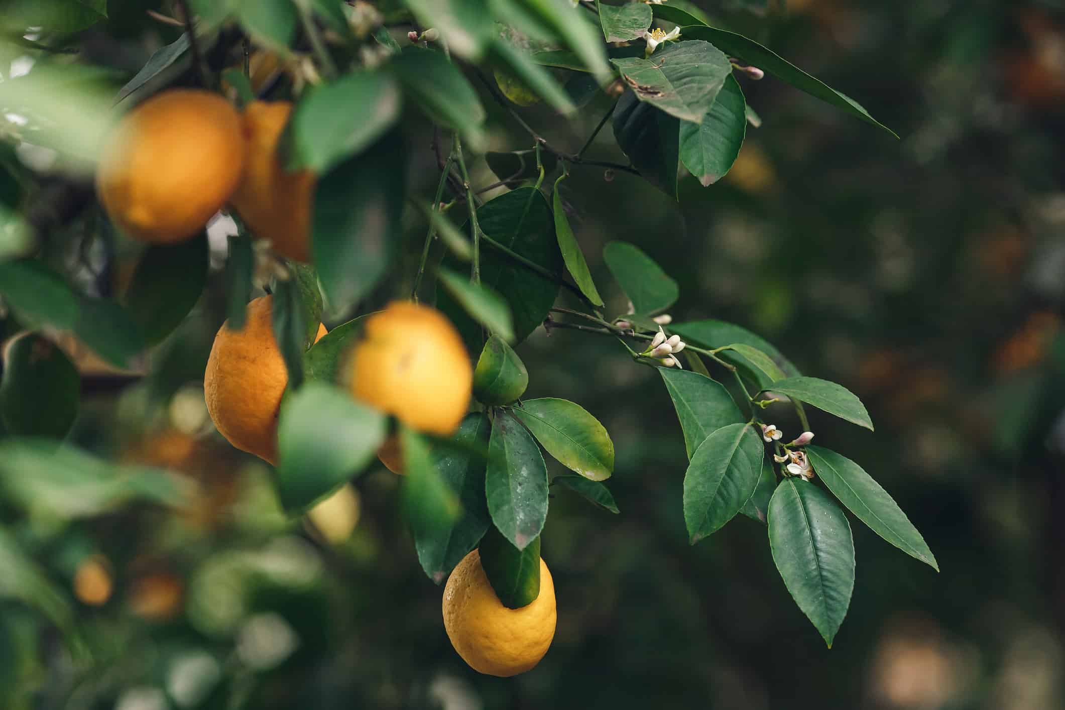 limoni Meyer gialli-arancio maturi su un albero di limone con foglie verde intenso.