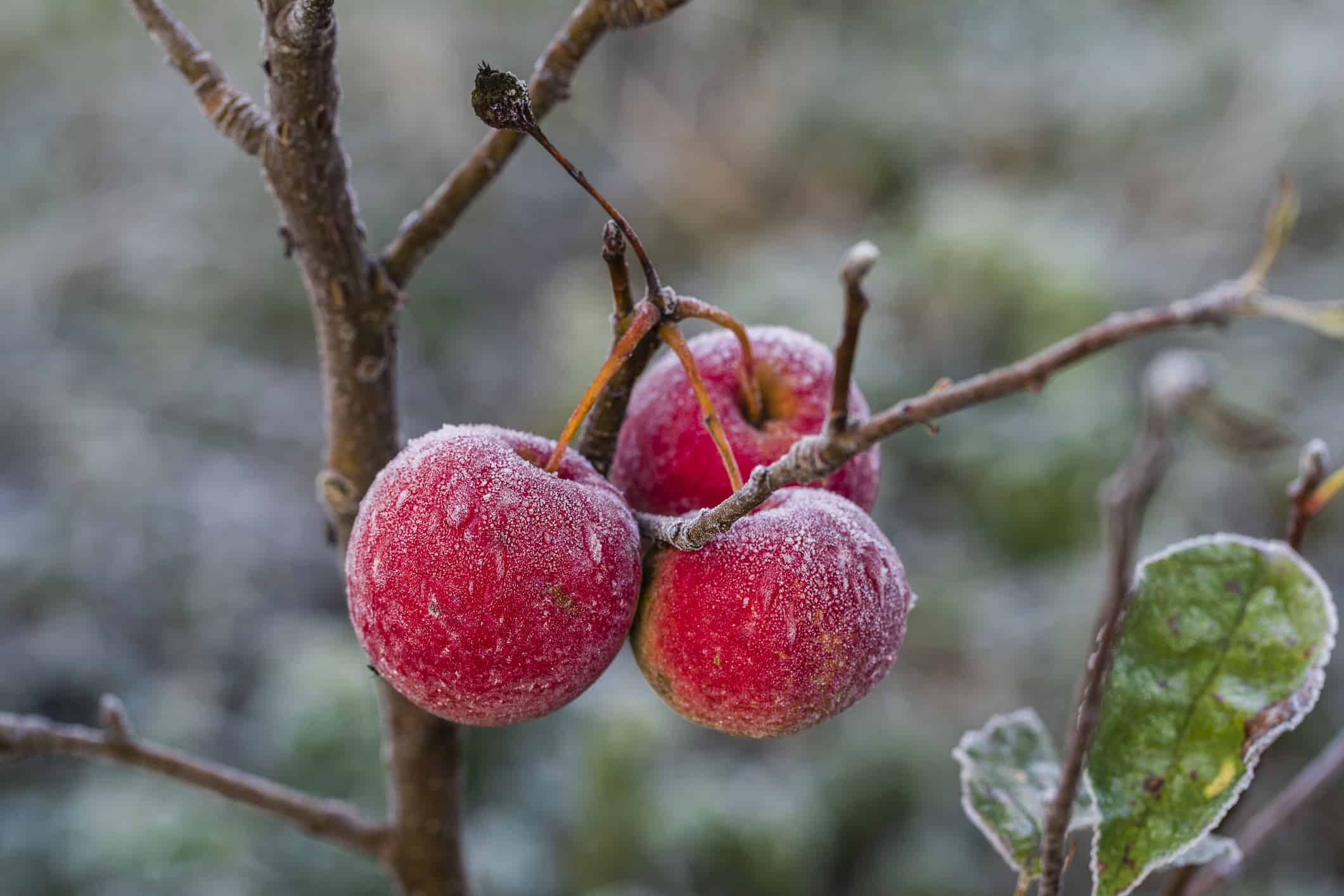 Mele rosse fresche sull'albero nel primo gelo, da vicino.  Mele rosse con brina dopo il primo gelo mattutino