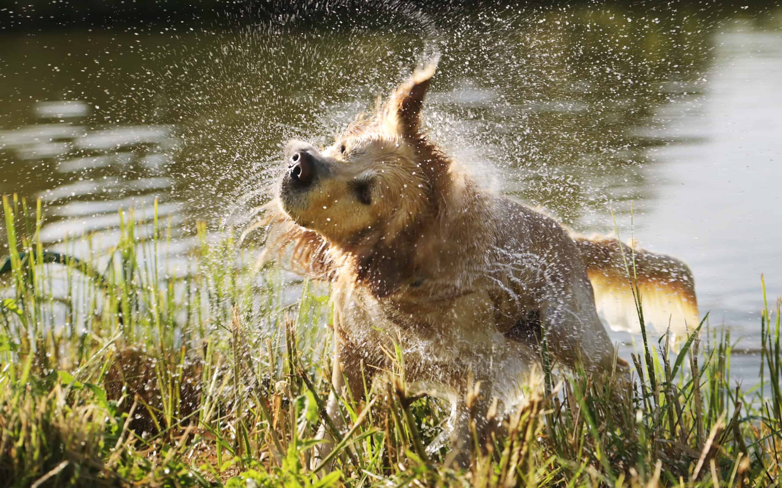 Cane Golden Retriever che nuota nel fiume