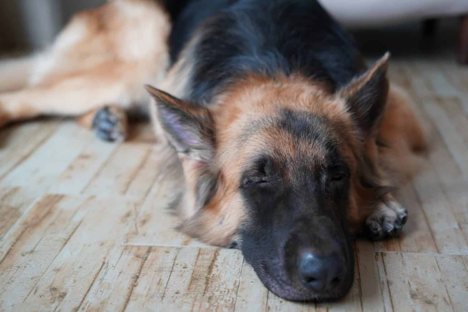 cane da pastore tedesco sdraiato sul pavimento del soggiorno