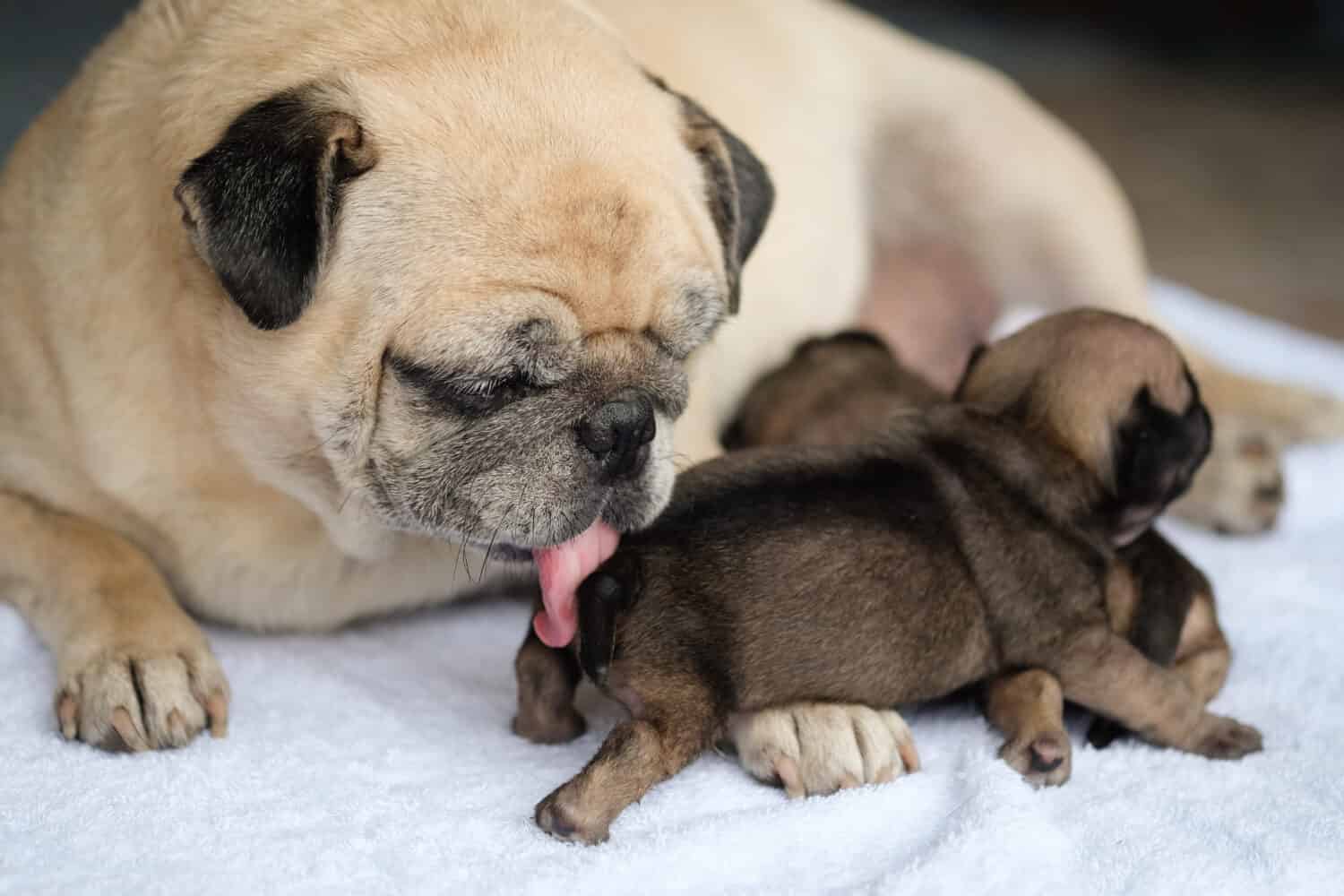 Carlino che si trova per pulire il carlino neonato sul tappetino bianco.