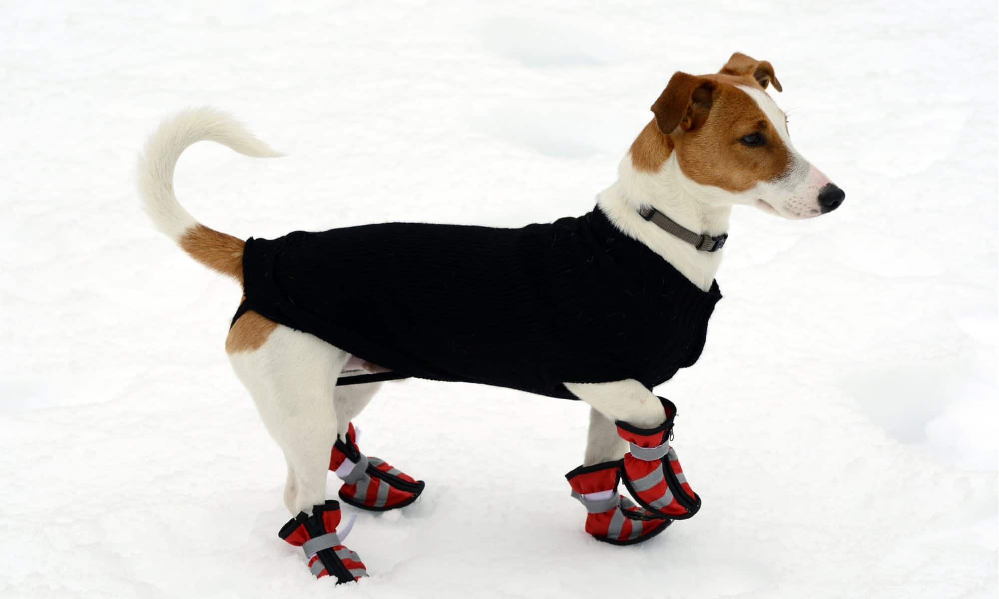 scarpe per cani per l'inverno