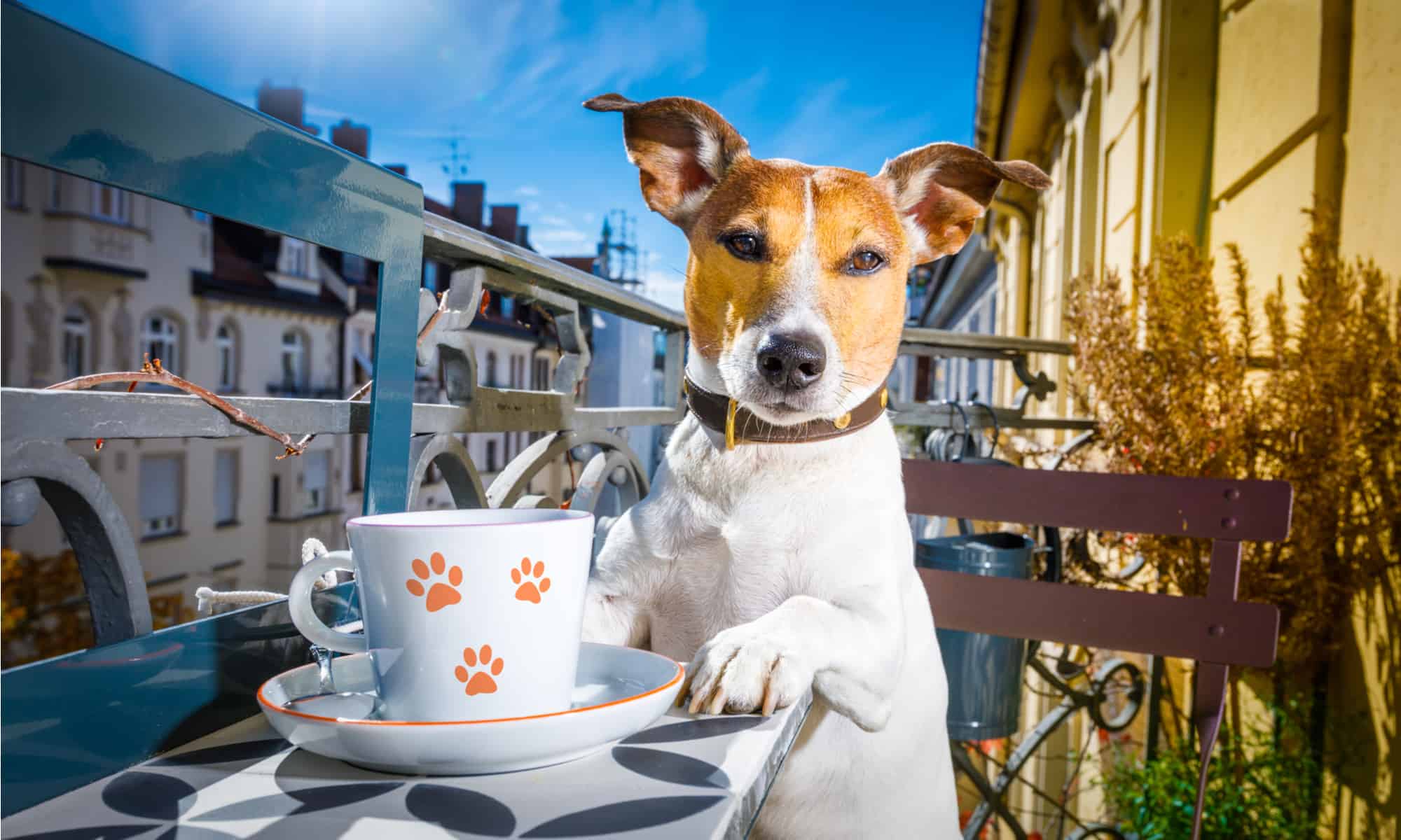 Cane che beve caffè