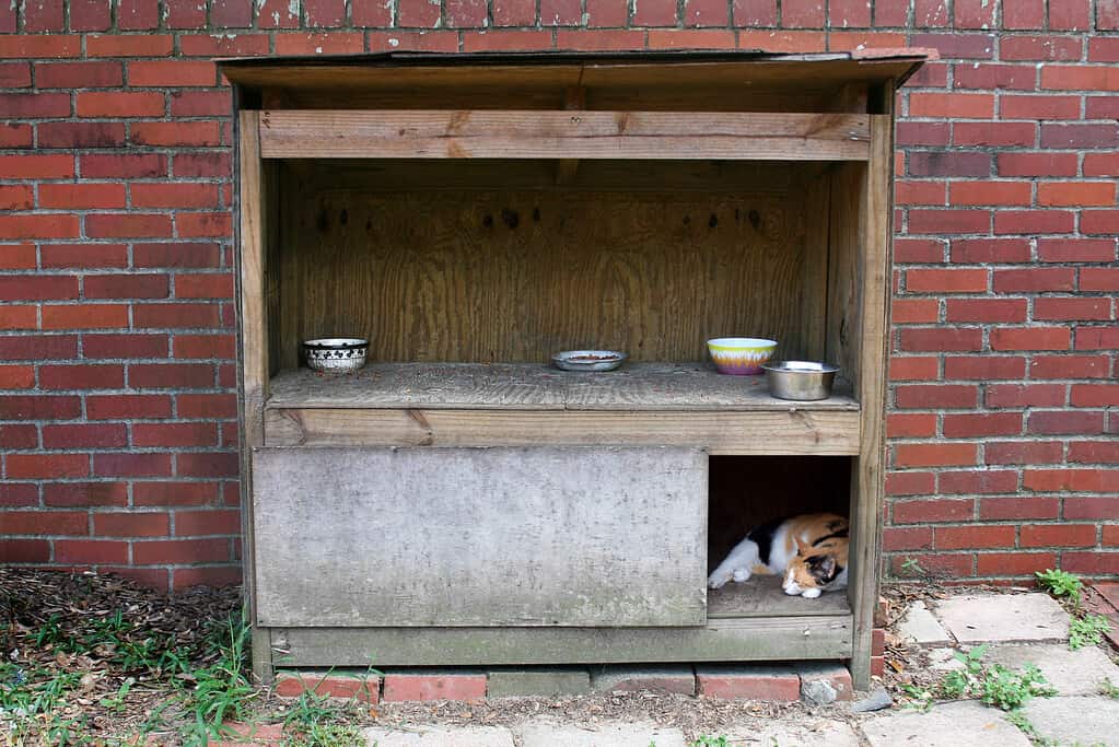 Stazione di alimentazione per gatti selvatici