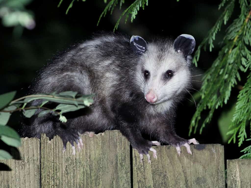 Opossum della Virginia di notte