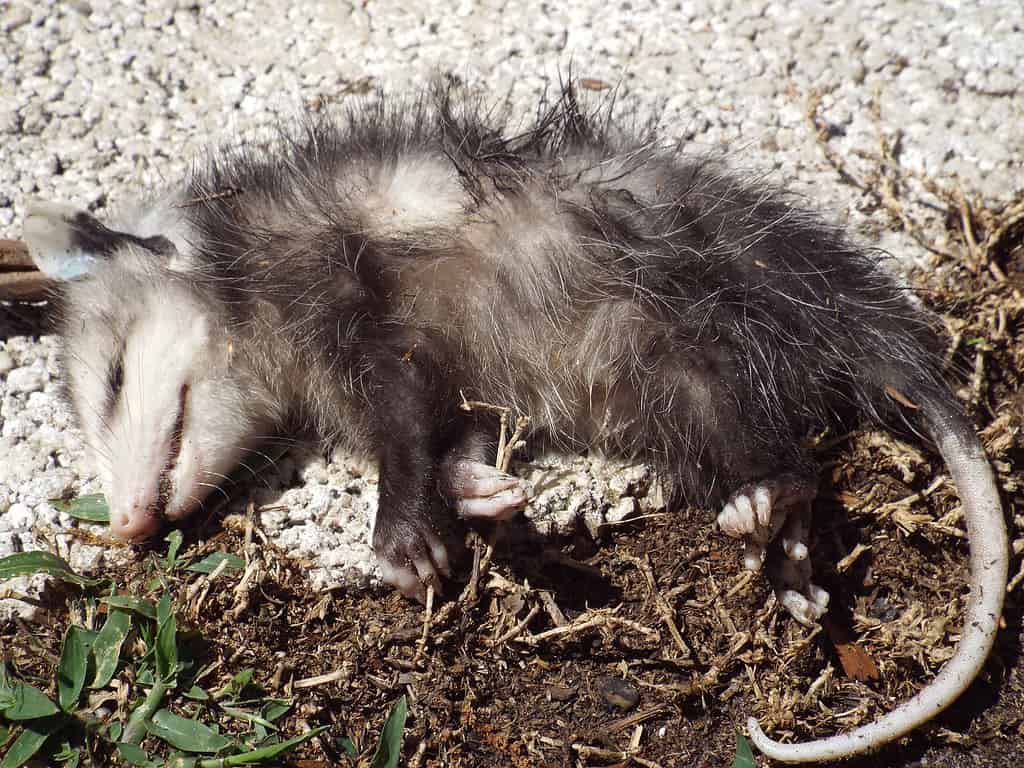 Giocare all'opossum