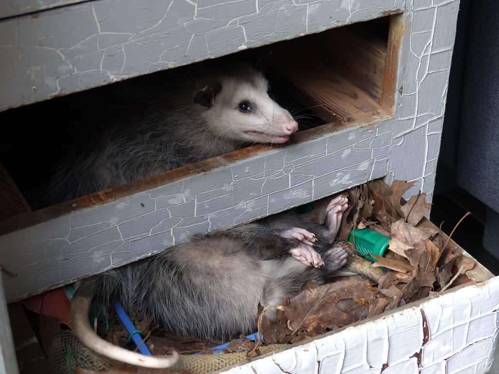 Opossum infestante che annida nel cassetto dell'ufficio