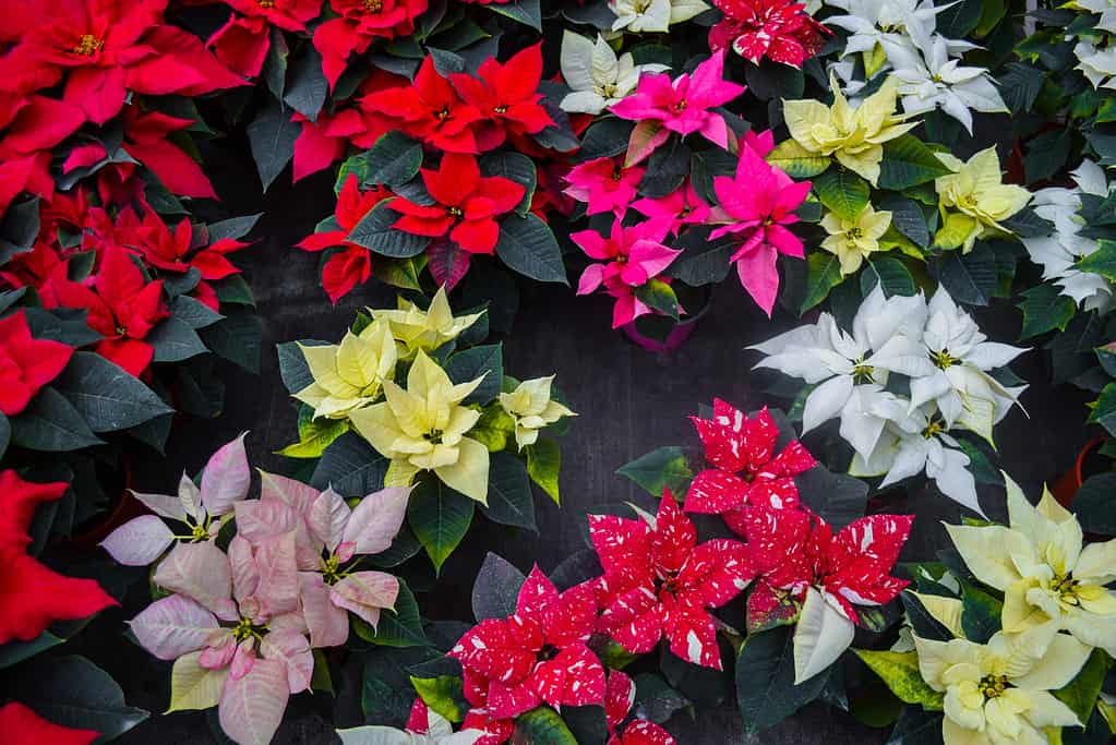 Tappeto di colori vivaci colorati poinsettia foglie rosse, gialle, arancioni, bianche, bicolori e variegate.  Vengono presentate diverse varietà.  Saldi di Natale in serra, negozio di fiori.  Sfondo festivo