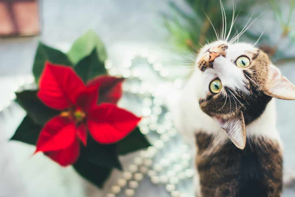 Gatto con stella di Natale.  Foto divertente di un animale domestico prima di Natale