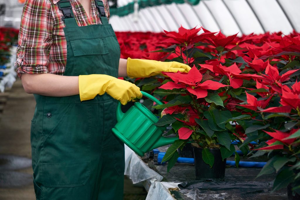 la fiorista donna in una serra si prende cura dei fiori della stella di Natale, aggiungendo fertilizzante al terreno